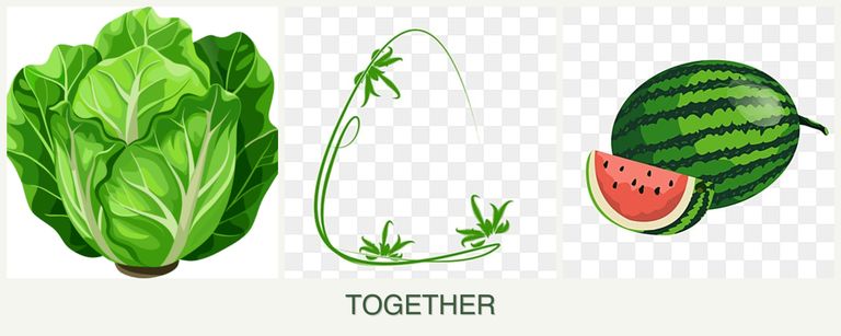 Can you plant lettuce, tarragon and melons together?