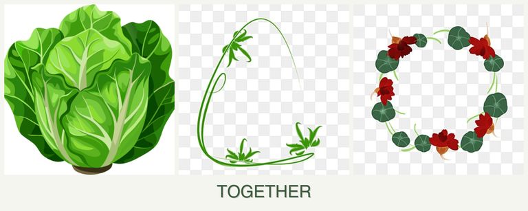 Can you plant lettuce, tarragon and nasturtiums together?