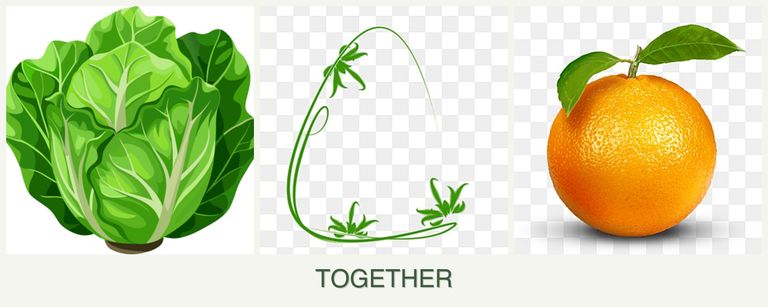 Can you plant lettuce, tarragon and oranges together?