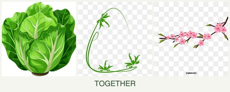 Can you plant lettuce, tarragon and peaches together?