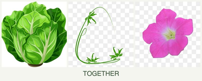 Can you plant lettuce, tarragon and petunias together?