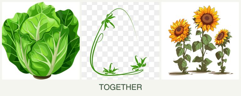 Can you plant lettuce, tarragon and sunflowers together?