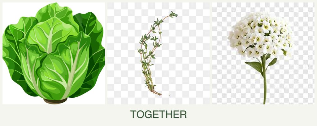 Can you plant lettuce, thyme and alyssum together?