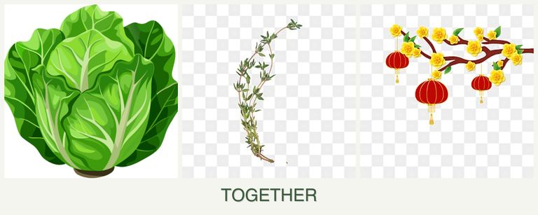 Can you plant lettuce, thyme and apricots together?