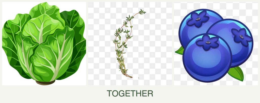 Can you plant lettuce, thyme and blueberries together?