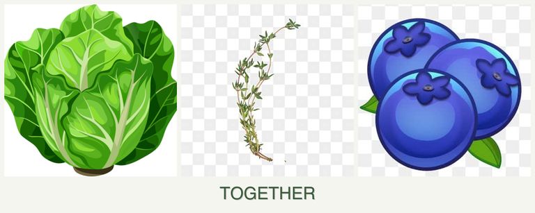 Can you plant lettuce, thyme and blueberries together?