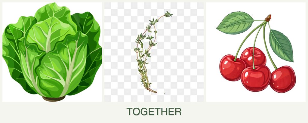 Can you plant lettuce, thyme and cherries together?
