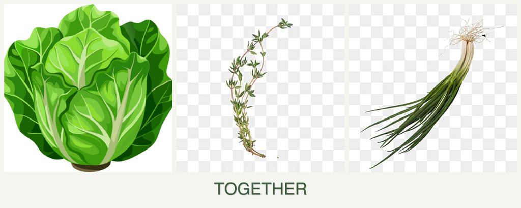 Can you plant lettuce, thyme and chives together?