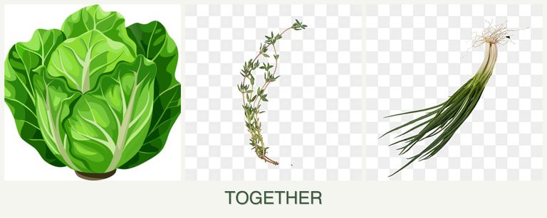 Can you plant lettuce, thyme and chives together?