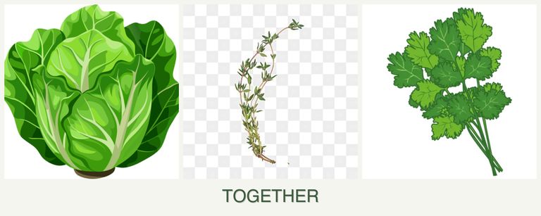 Can you plant lettuce, thyme and cilantro together?