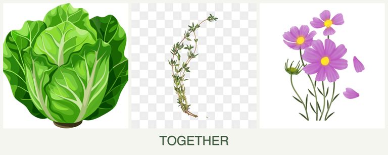 Can you plant lettuce, thyme and cosmos together?