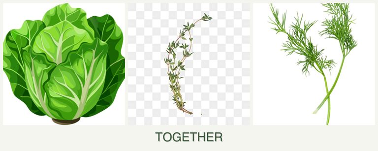 Can you plant lettuce, thyme and dill together?