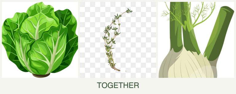 Can you plant lettuce, thyme and fennel together?