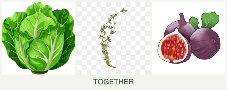 Can you plant lettuce, thyme and figs together?