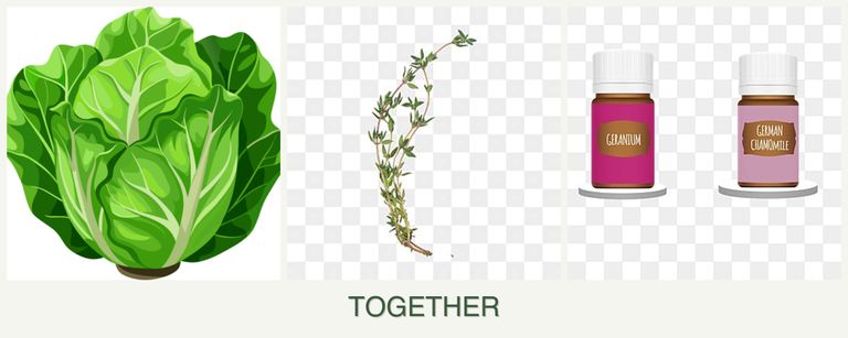 Can you plant lettuce, thyme and geraniums together?