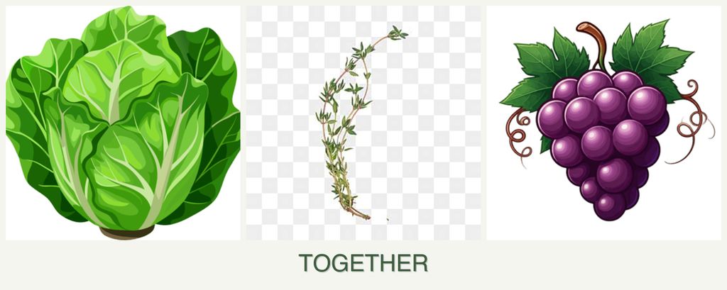 Can you plant lettuce, thyme and grapes together?