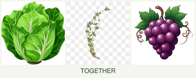 Can you plant lettuce, thyme and grapes together?