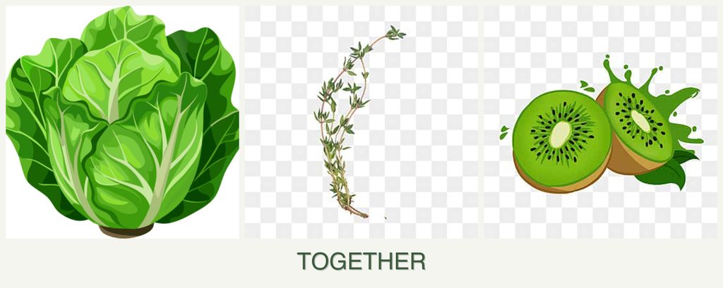 Can you plant lettuce, thyme and kiwi together?