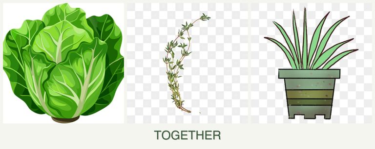 Can you plant lettuce, thyme and lemongrass together?