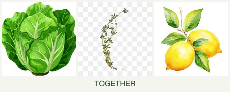 Can you plant lettuce, thyme and lemons together?
