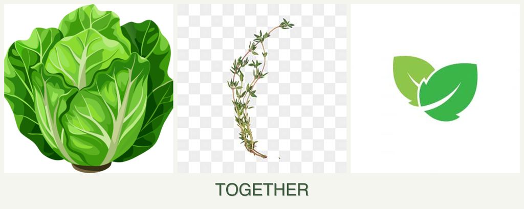 Can you plant lettuce, thyme and mint together?