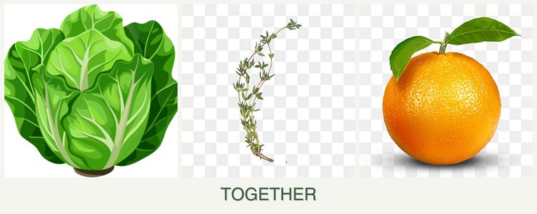 Can you plant lettuce, thyme and oranges together?