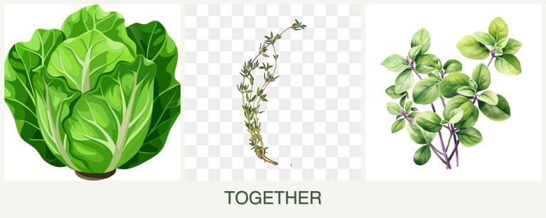 Can you plant lettuce, thyme and oregano together?