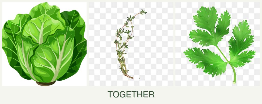 Can you plant lettuce, thyme and parsley together?