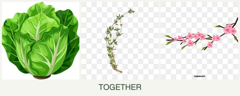 Can you plant lettuce, thyme and peaches together?