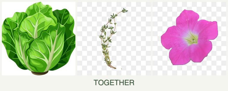 Can you plant lettuce, thyme and petunias together?