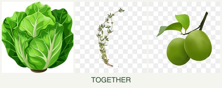 Can you plant lettuce, thyme and plums together?