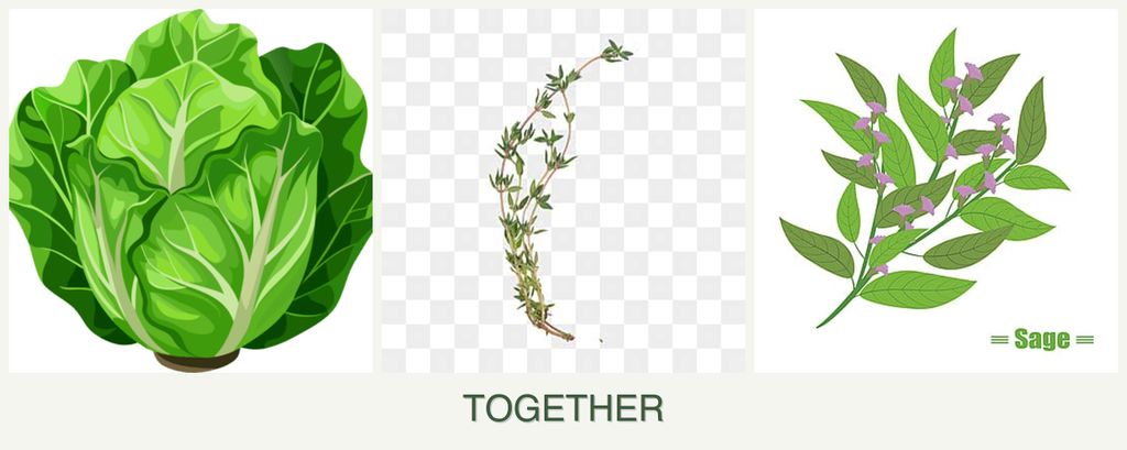 Can you plant lettuce, thyme and sage together?
