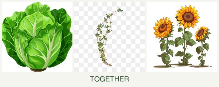 Can you plant lettuce, thyme and sunflowers together?