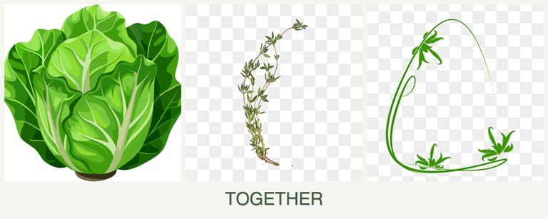 Can you plant lettuce, thyme and tarragon together?