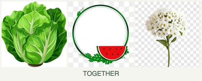 Can you plant lettuce, watermelons and alyssum together?