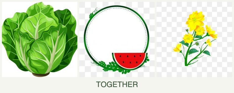 Can you plant lettuce, watermelons and calendula together?