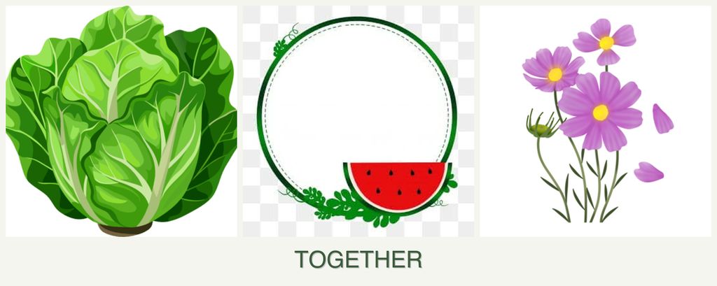 Can you plant lettuce, watermelons and cosmos together?