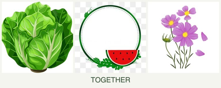 Can you plant lettuce, watermelons and cosmos together?