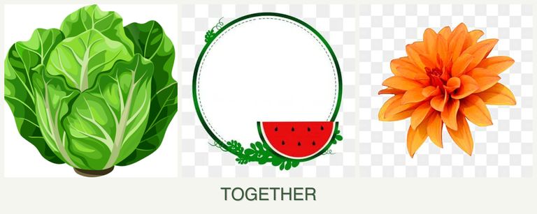 Can you plant lettuce, watermelons and dahlias together?
