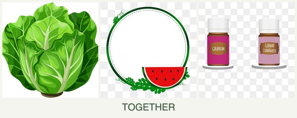 Can you plant lettuce, watermelons and geraniums together?