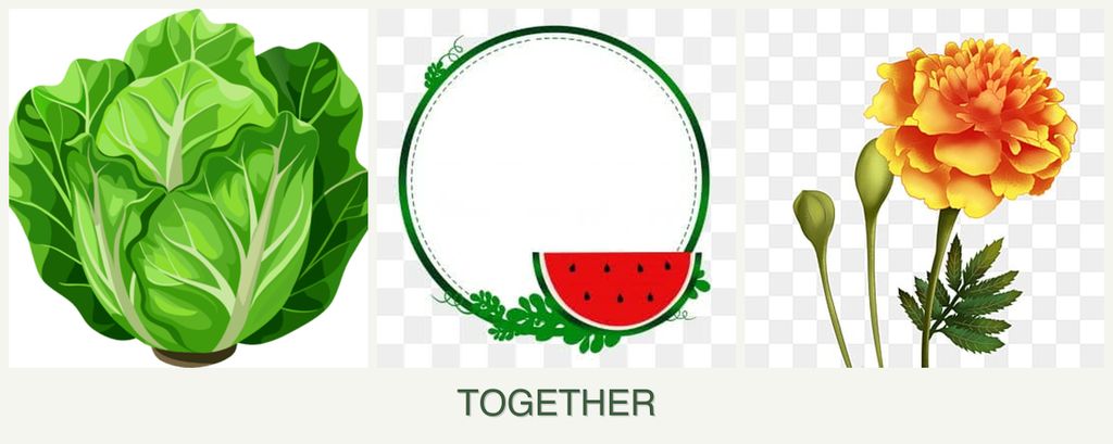 Can you plant lettuce, watermelons and marigolds together?