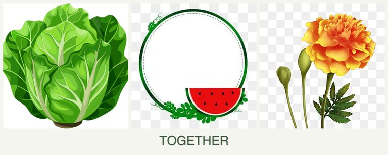 Can you plant lettuce, watermelons and marigolds together?