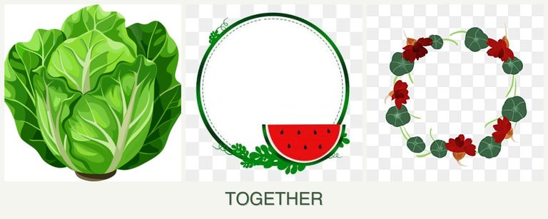 Can you plant lettuce, watermelons and nasturtiums together?