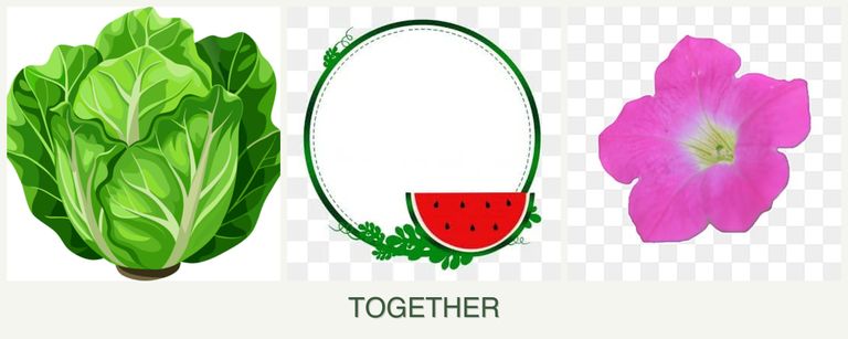 Can you plant lettuce, watermelons and petunias together?