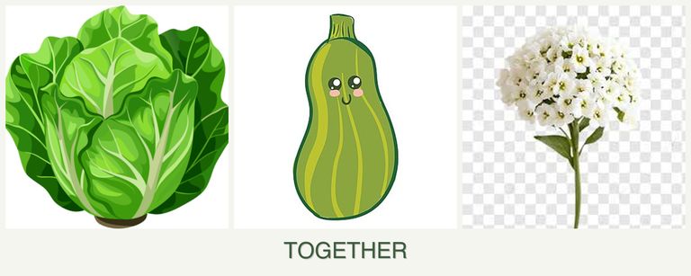 Can you plant lettuce, zucchini and alyssum together?