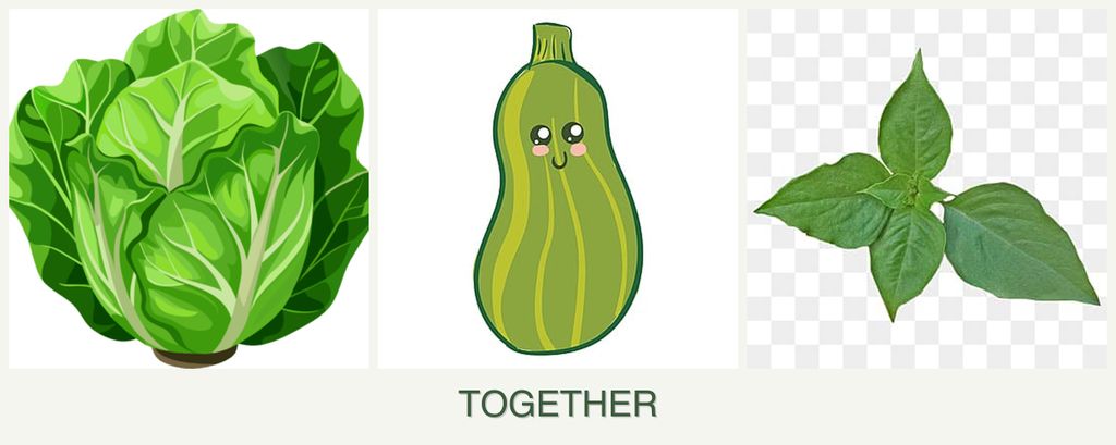 Can you plant lettuce, zucchini and basil together?