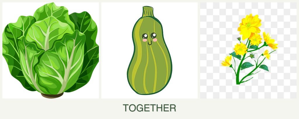 Can you plant lettuce, zucchini and calendula together?