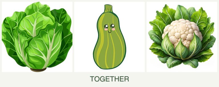 Can you plant lettuce, zucchini and cauliflower together?