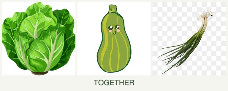 Can you plant lettuce, zucchini and chives together?