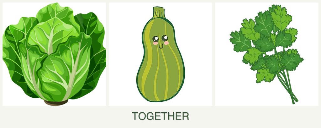 Can you plant lettuce, zucchini and cilantro together?